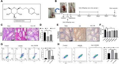 Integrative analysis of transcriptomics and metabolomics reveals the protective effect and mechanism of salidroside on testicular ischemia-reperfusion injury